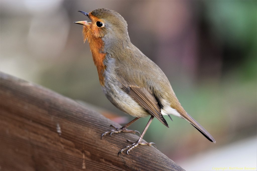Rotkelchen sind einfach tolle Model`s.