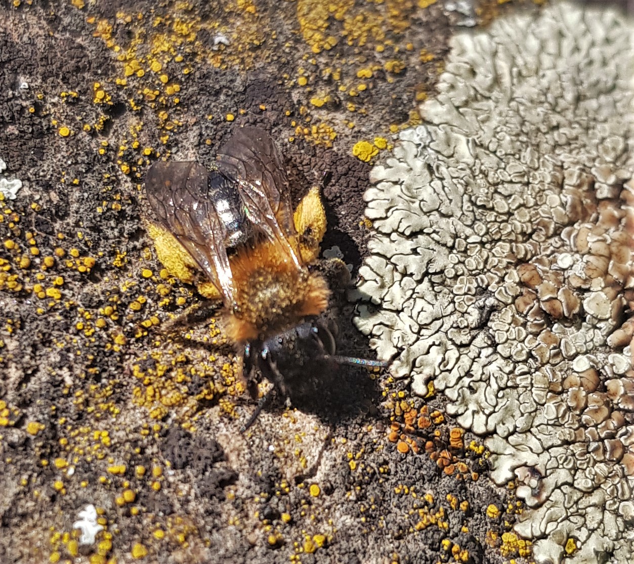 Rotschopfige Sandbiene (Andrena haemorrhoa)