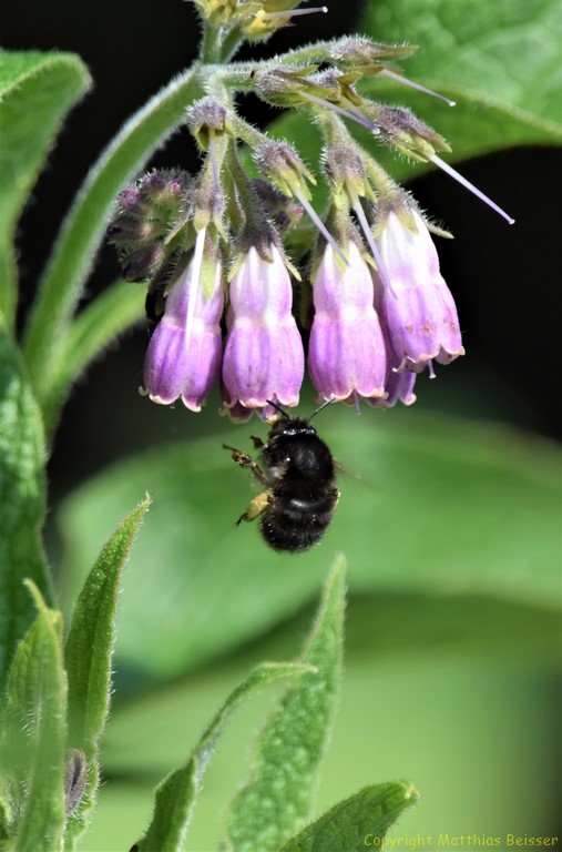 Frühlingspelzbiene (Anthrophora plumipes)