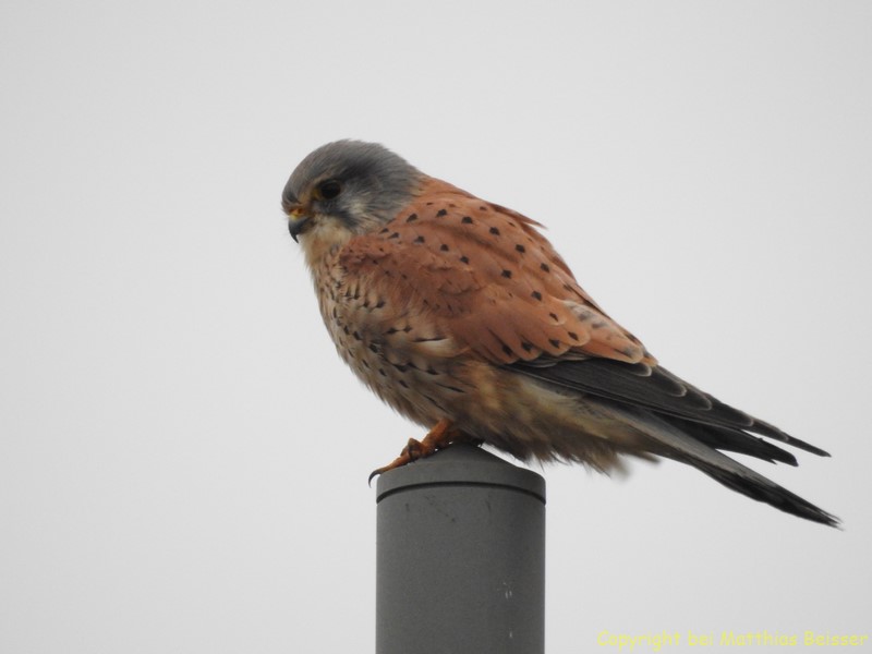Turmfalke (Falco tinnunculus) Männchen