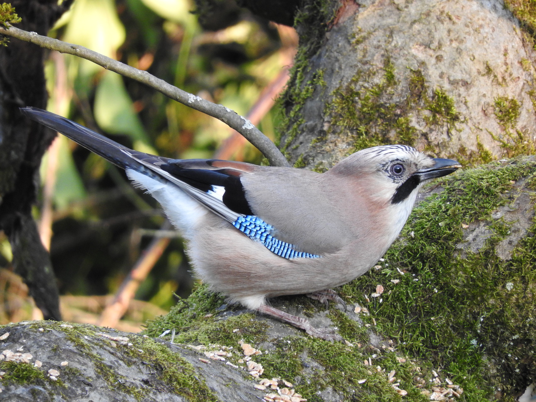 Der Eichelhäher (Garrulus glandarius) 