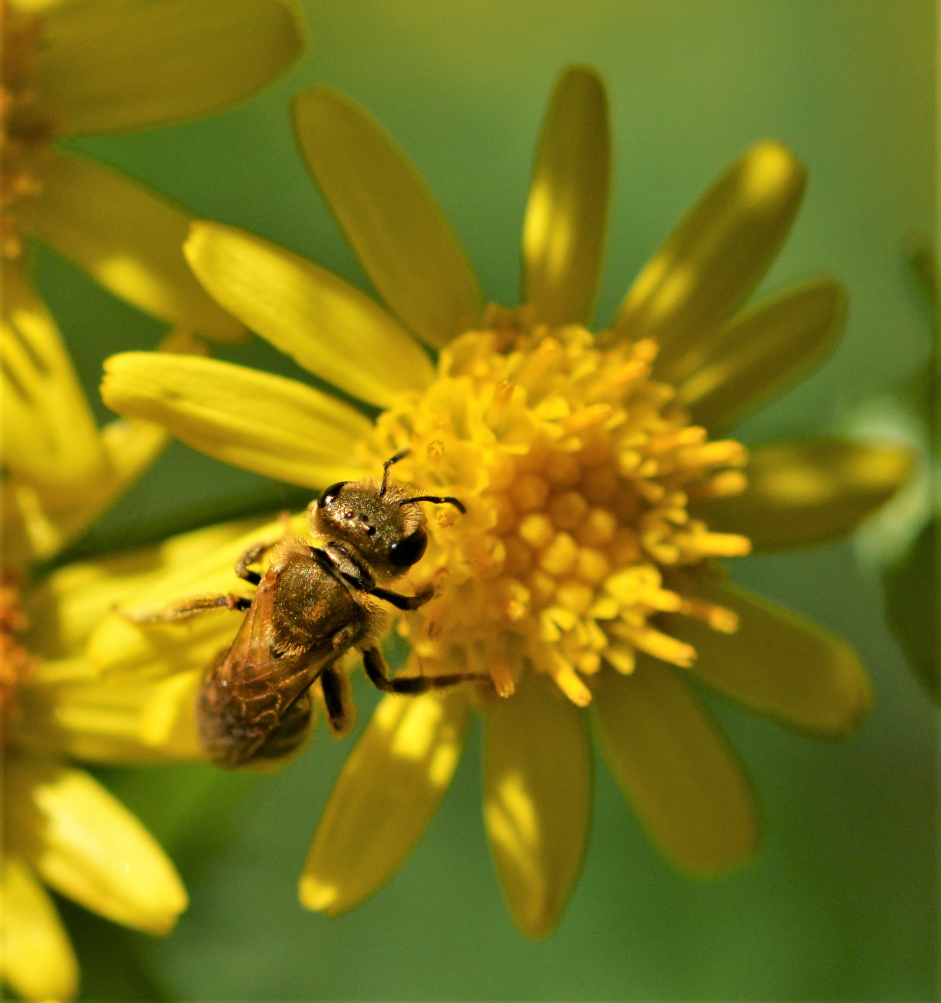 Dichtpunktierte Goldfurchenbiene (Halictus subauratus)