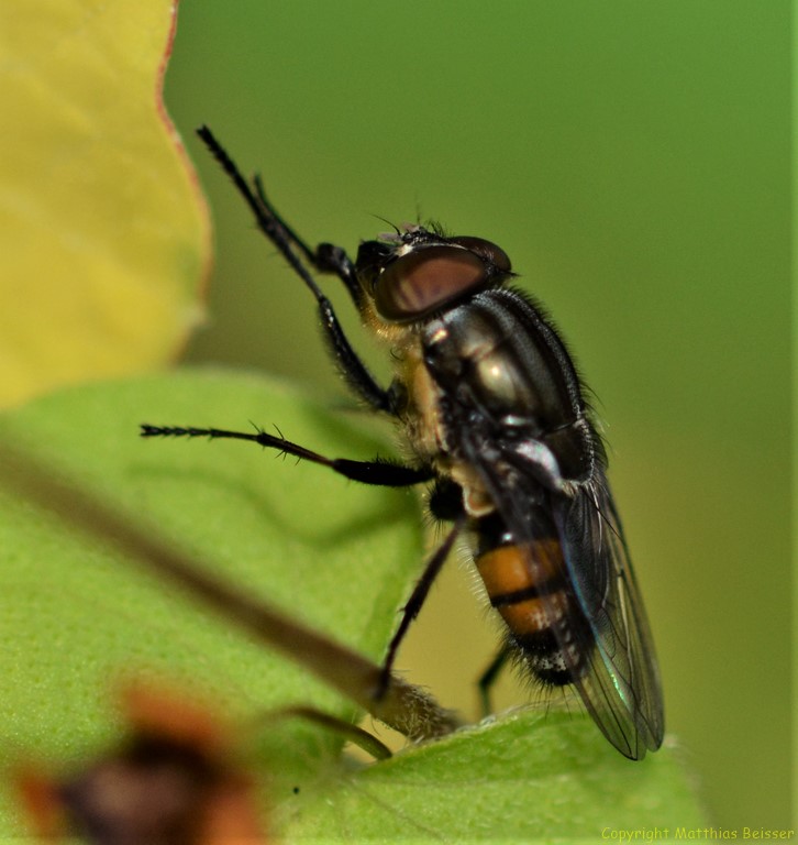 Gemeine Stubenfliege (Musca domestica; lat. musca „Fliege“, domesticus „häuslich“)