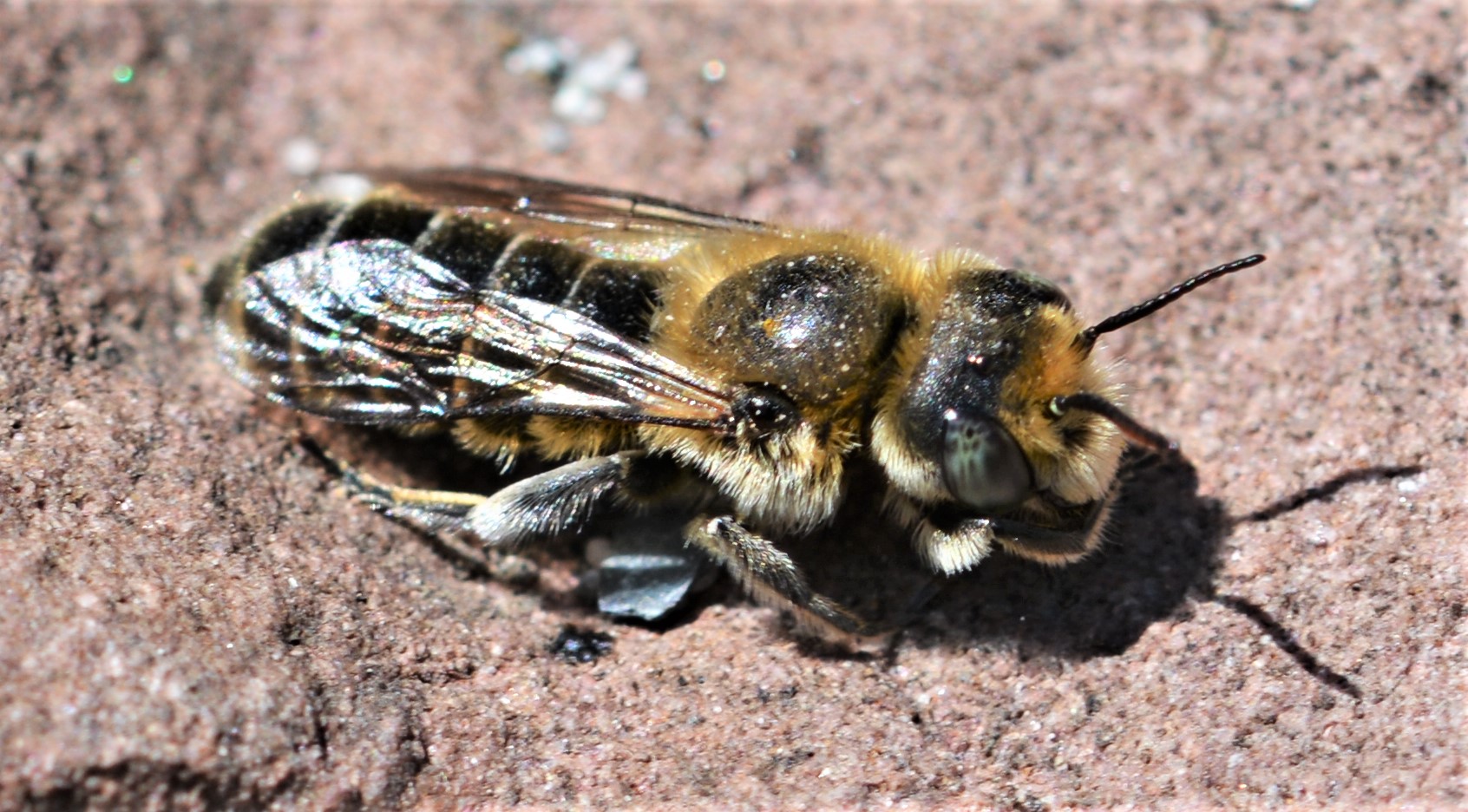 Luzerne-Blattschneiderbiene (Megachile rotundata)