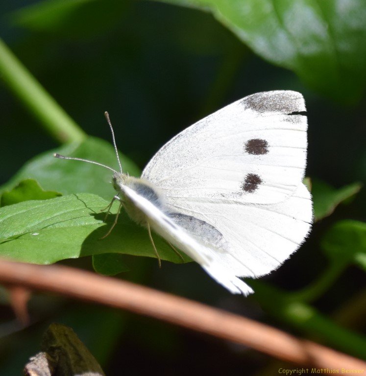 Große Kohlweißling (Pieris brassicae)