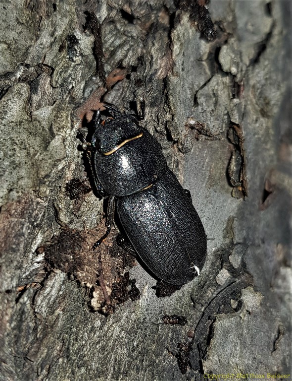 Balkenschröter (Dorcus parallelipipedus)