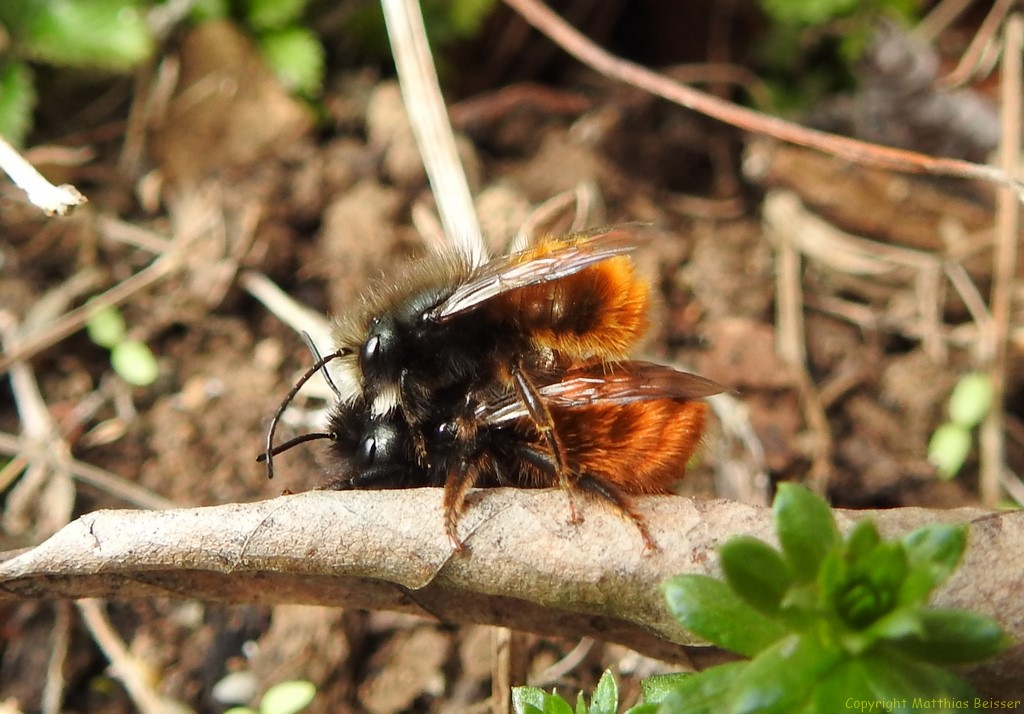 Gehörnte Mauerbiene Paar (Osmia cornuta)
