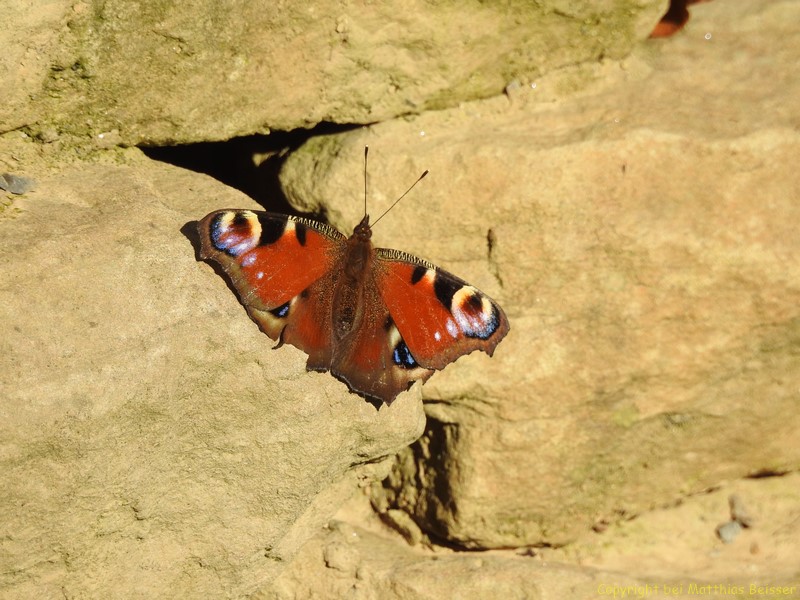 tagpfauenauge