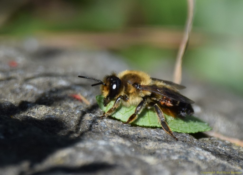 Blattschneiderbiene (Megachile versicolor)