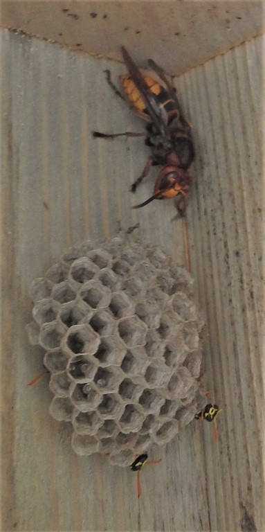 Aus einer Schauanlage wird eine Wohnanlage. Feldwespen (Polistes dominula) mit Hornissenkönigin (Vespa crabro) als Untermieterin.