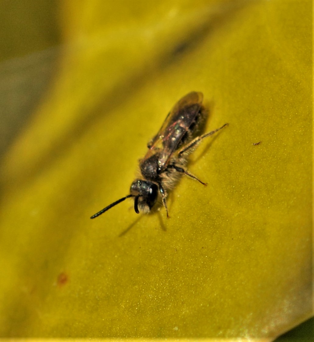 Frühlings-Schmalbiene (Lasiglossum pallens)