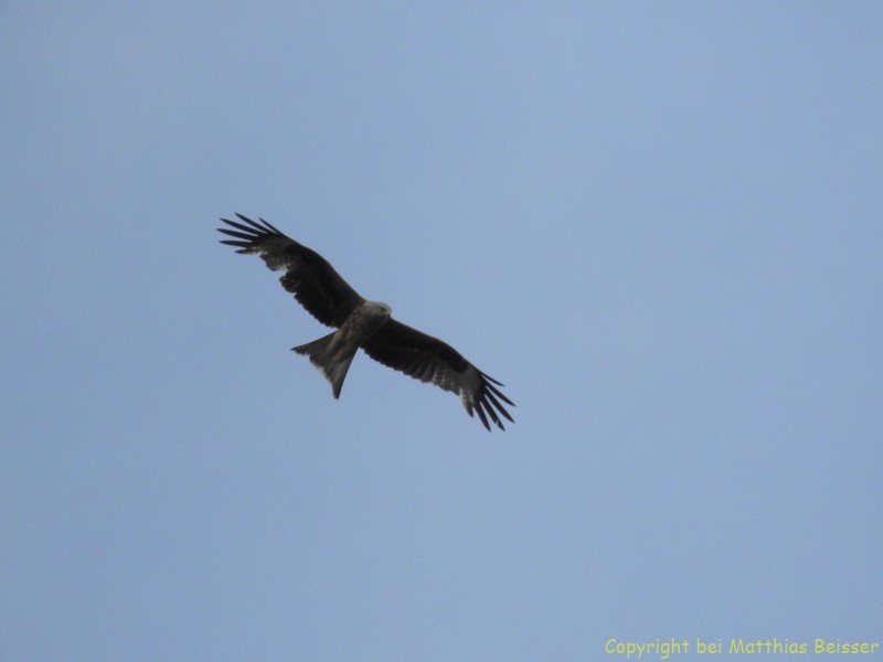 Rotmilan (Milvus milvus)