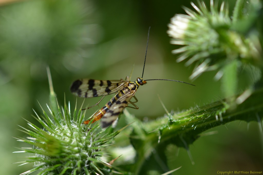 Gemeine Skorpionsfliege (Panorpa communis)