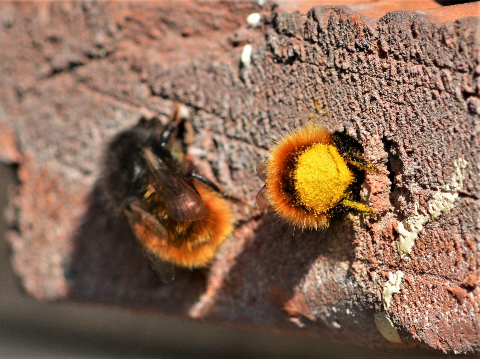 Gehörnte Mauerbiene (Osmia cornuta)
