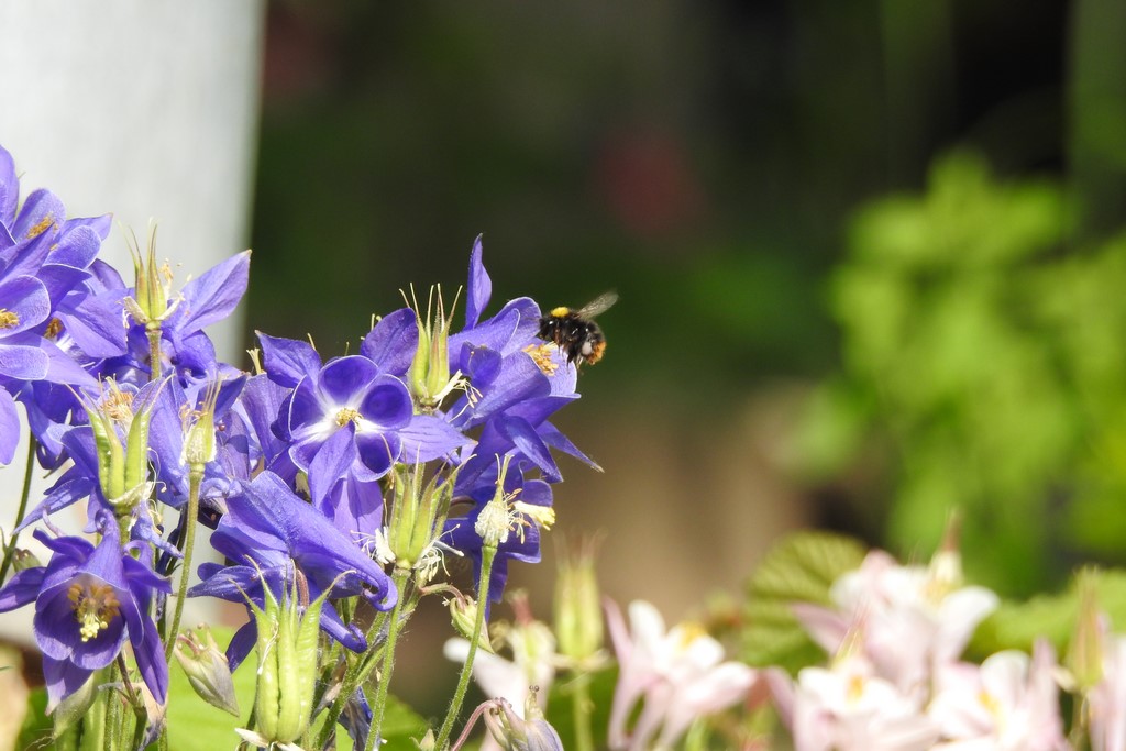 Wiesenhummel