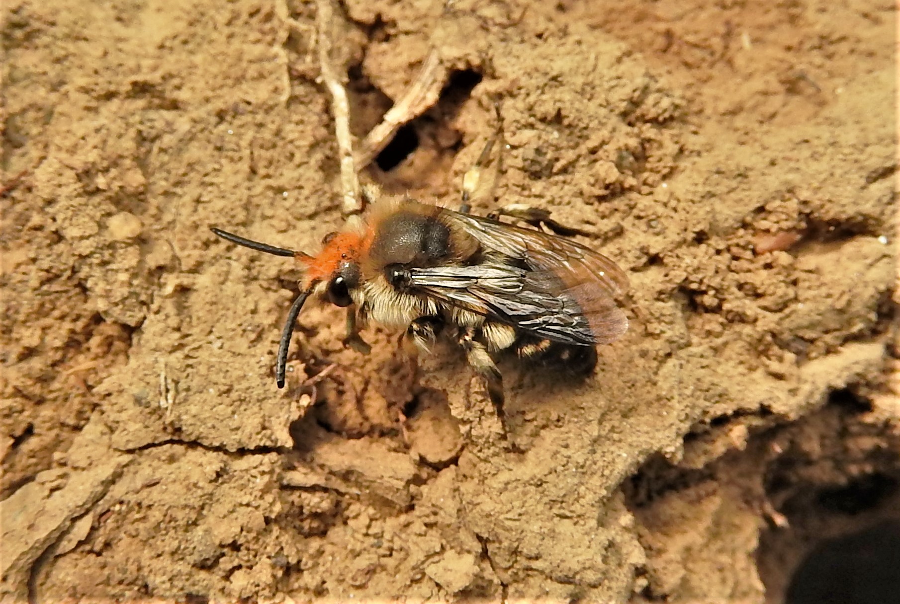 Die Gemeine Trauerbiene (Melecta albifrons) ist eine Kuckucksbiene zu verschiedenen Pelzbienen-Arten, z.B. der Frühlingspelzbiene.