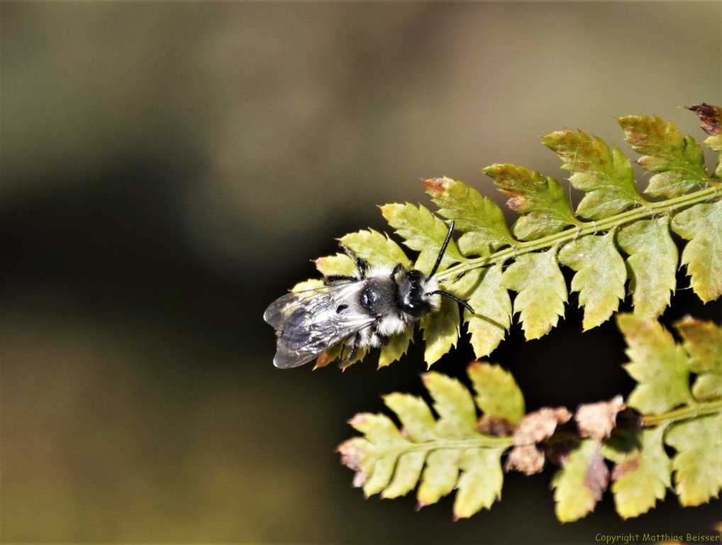 Graue Sandbiene (Andrena cineraria)
