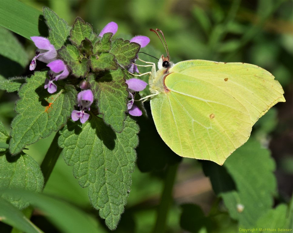 Zitronenfalter (Gonepteryx rhamni)