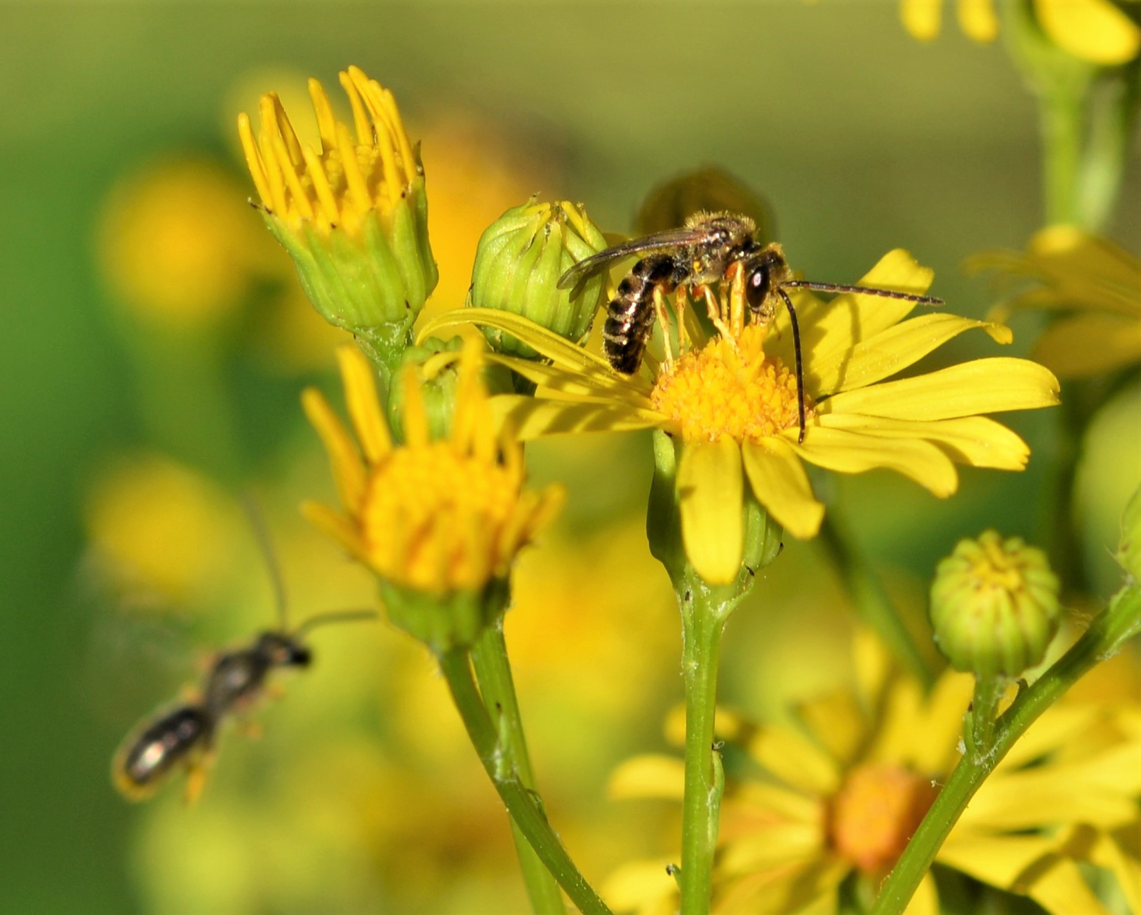 Schmalbienenart (Lasiglossum sp.)