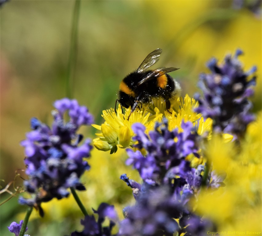 Erdhummel (Bombus terrestris)