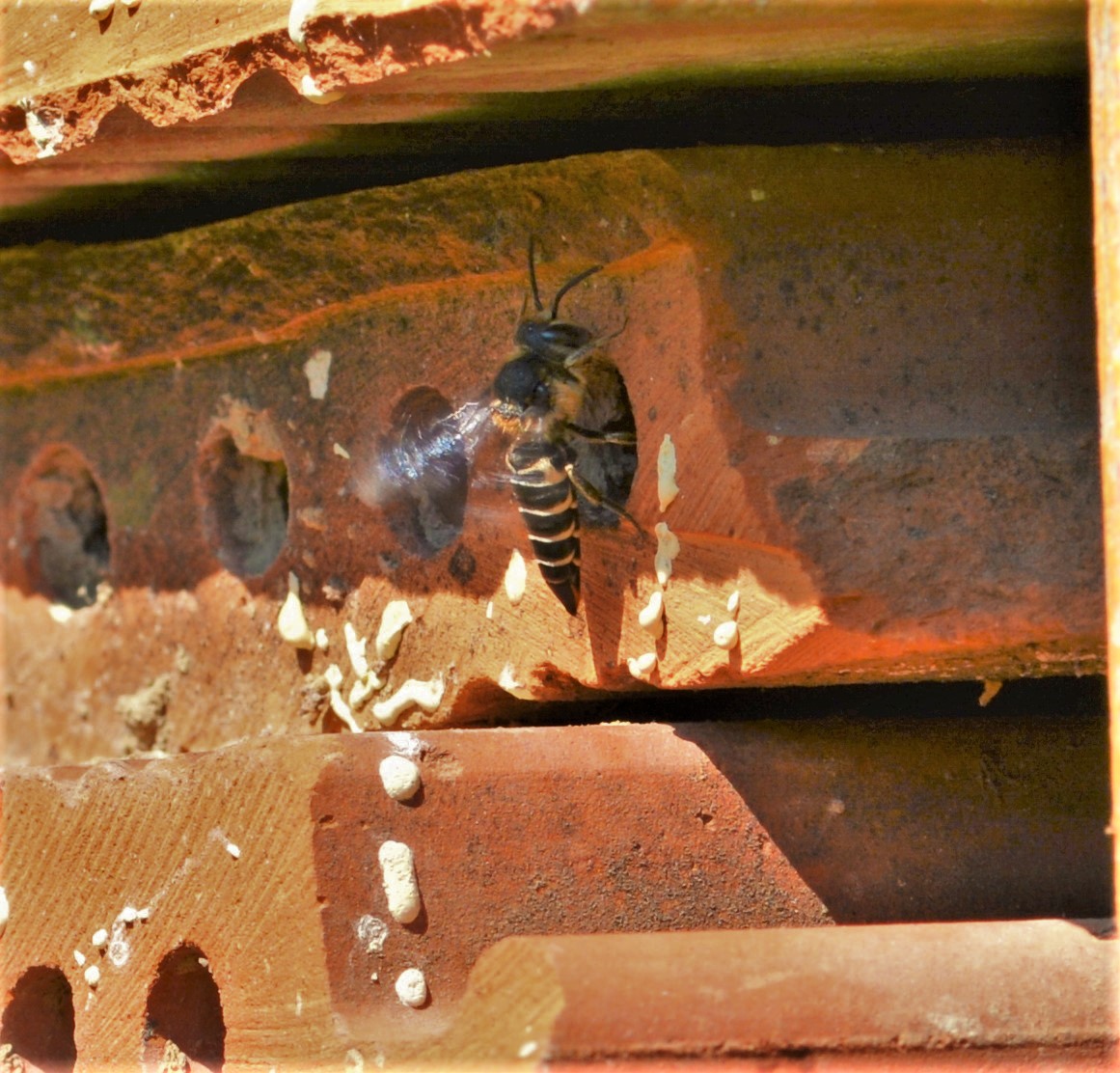 Die Kegelelbiene (Coelioxys rufescens) ist eine Kuckucksbiene zu verschiedenen Pelzbienen-Arten, z.B. Anthophora furcata.