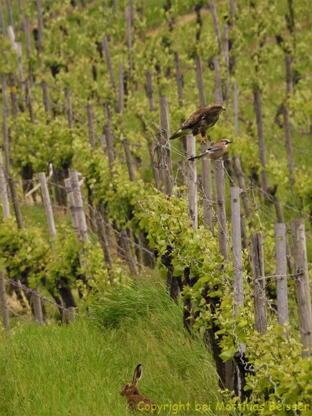 So friedlich kann die Welt sein (Bussard, Hase und Eichelhäher)