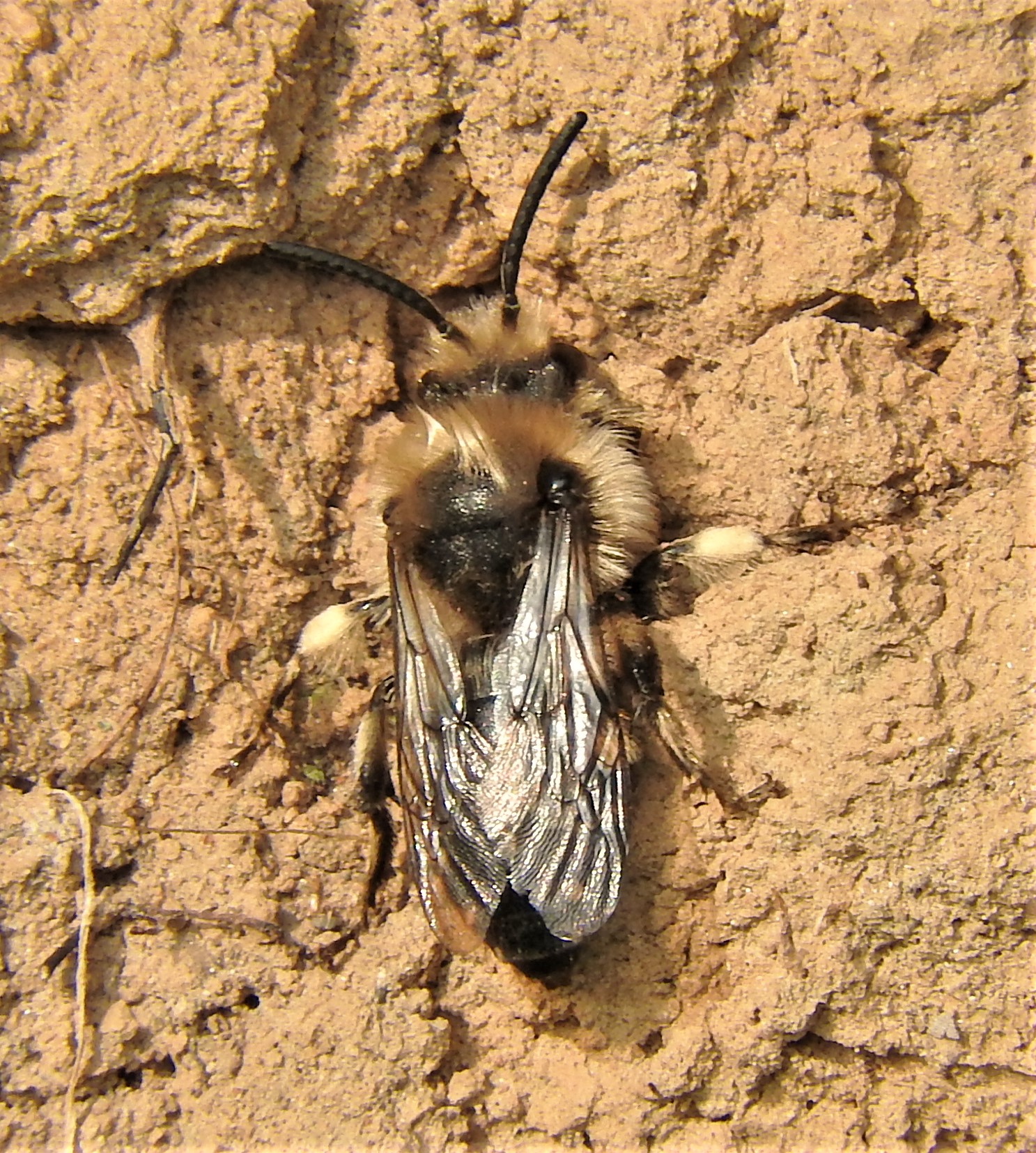 Frühlings-Seidenbiene Männchen (Colletes cunicularius)