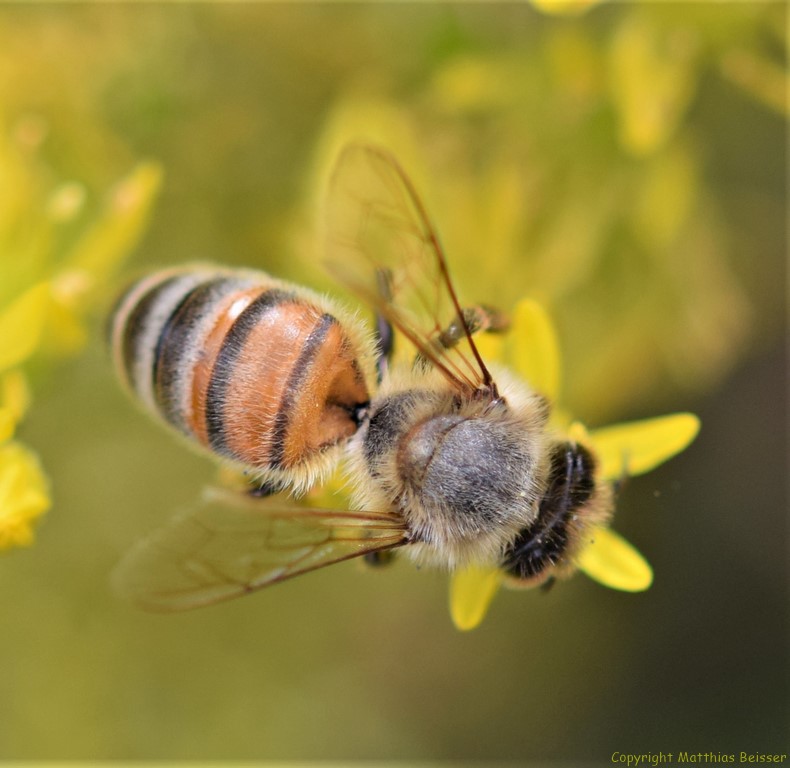 Honigbiene (Apis mellifera) auf Mauerpfeffer