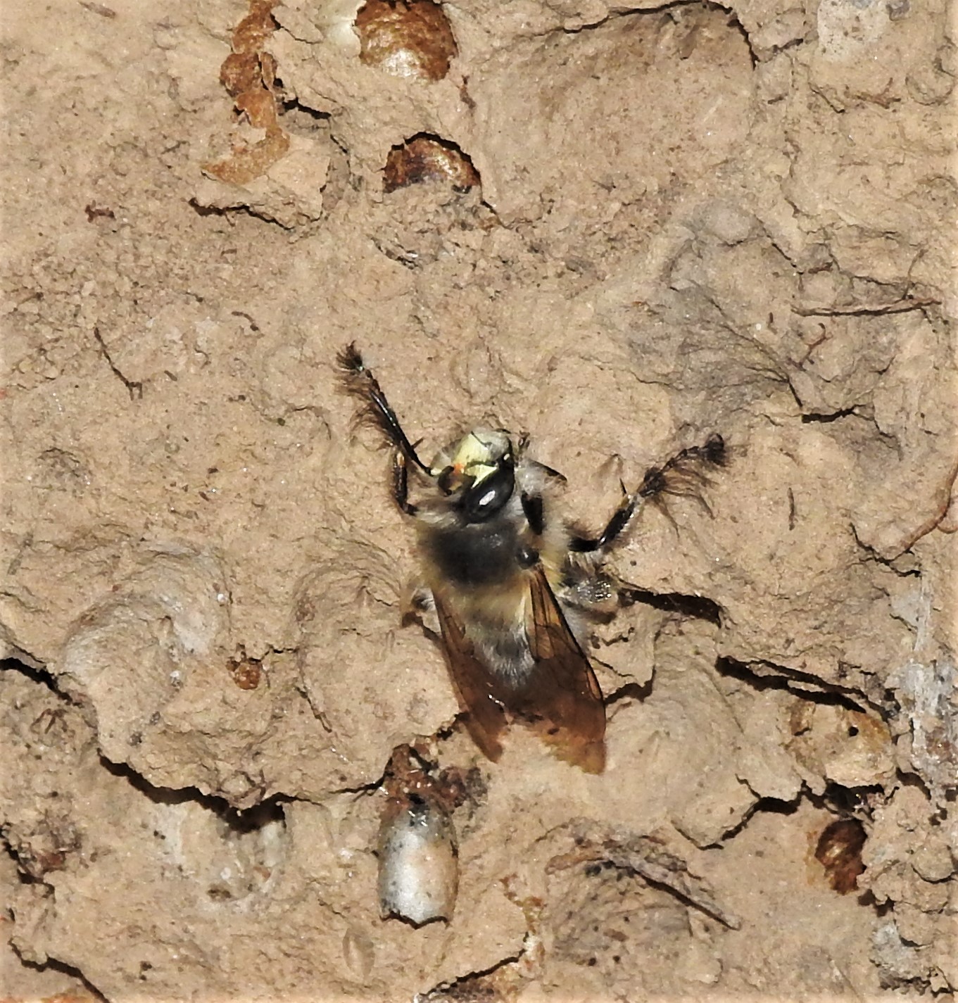 Frühlings-Pelzbiene (Anthophora plumipes)