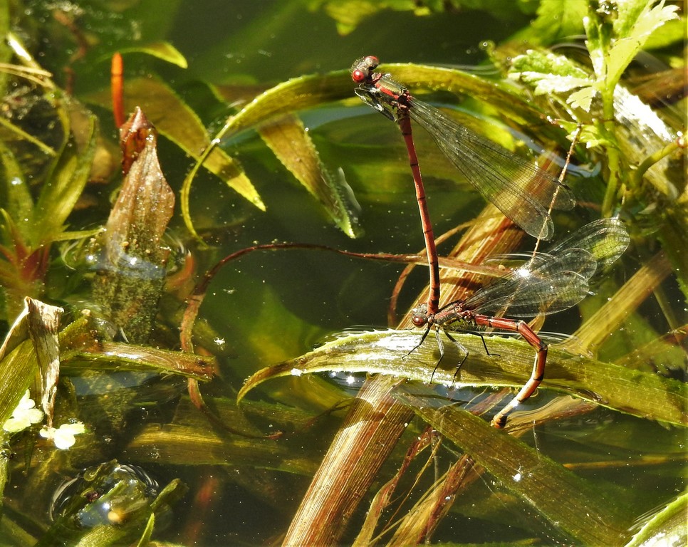 Adonis Libellen bei der Paarung.