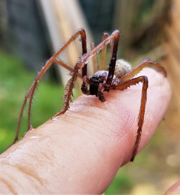 Große Winkelspinne Männchen (Tegenaria atrica)