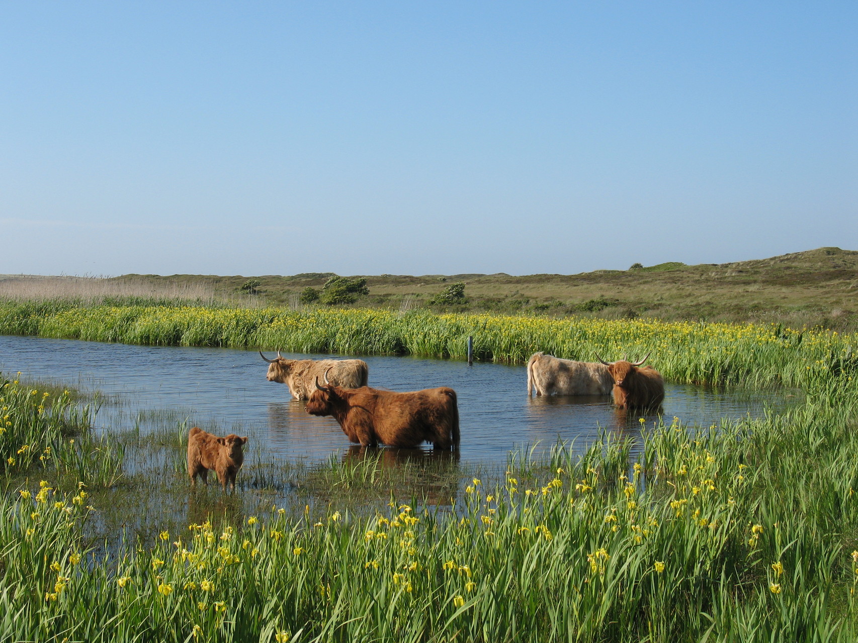 hooglandersgeulfwVVVTexel