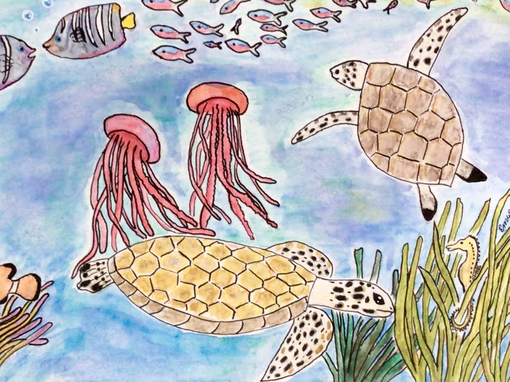 Tortues