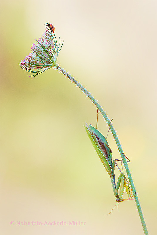 Gottesanbeterin (W) / Mantis religiosa (kND)