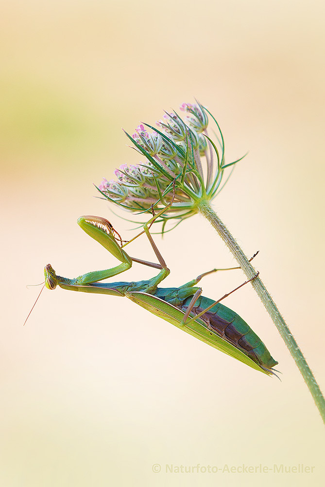 Gottesanbeterin (W) / Mantis religiosa (kND)