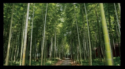 Bamboo forest