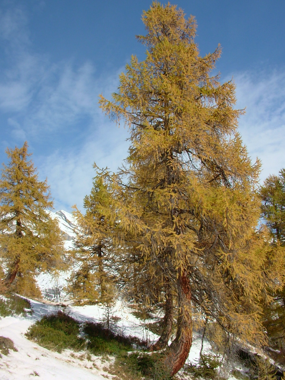 Ces arbres ont pris cette forme car ils grandissent à l'encontre d'un courant telluriques de crête descendant le long de la montage (Ovronnaz VS)