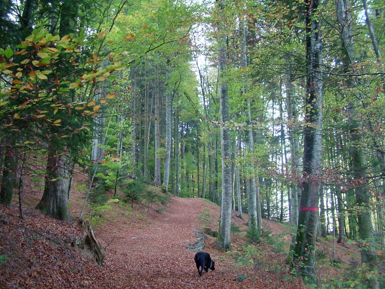 Joy notre labrador prés de Ferpicloz