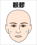 顴髎 （かんりょう）