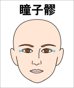 瞳子膠(どうしりょう)