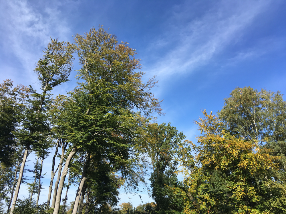 Bäume wiegen sanft im Wind