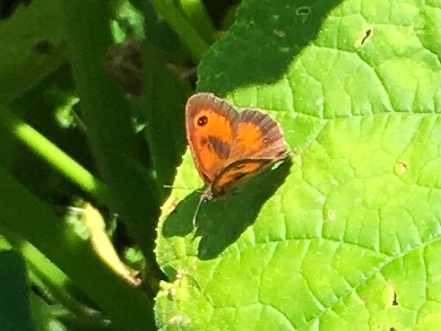 Schmetterling