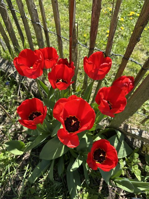 Frühling im Schulgarten