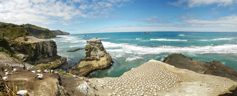 Tölpel-Kolonie am Muriwai Beach