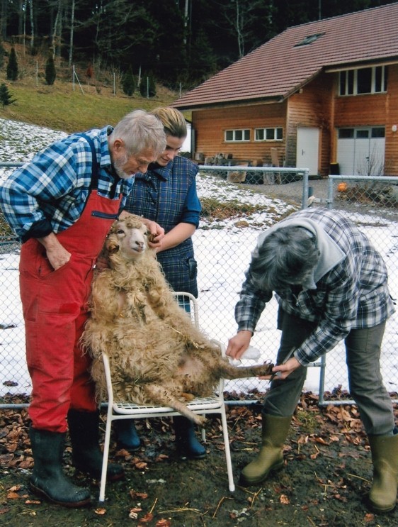 Klauenpflege bei den eigenen Schafen