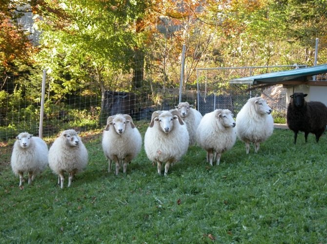 die eigenen Schäfli im Herbst - sie sind nur Rasenmäher, Heuvernichter und Brotresteentsorger bei uns...