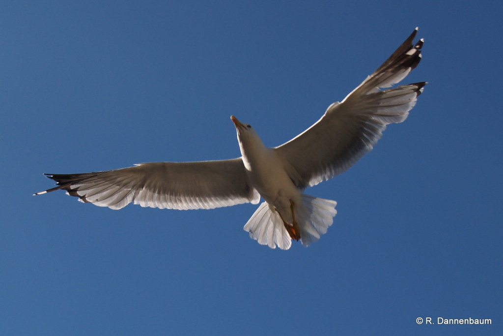 Möwe am blauen Himmel