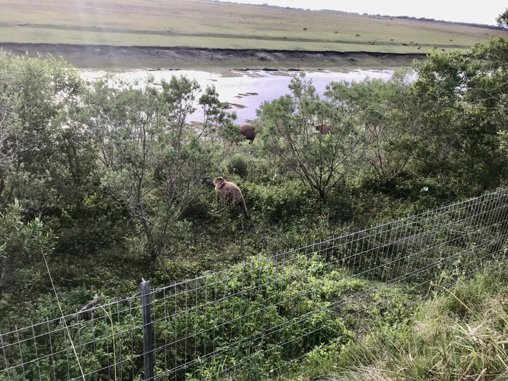 Dies ist das größte Nagetier der Welt 