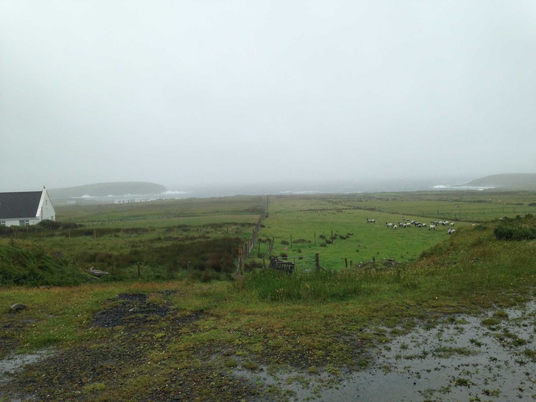 雨にけむる海辺へ続く草原に、たくさんの羊。