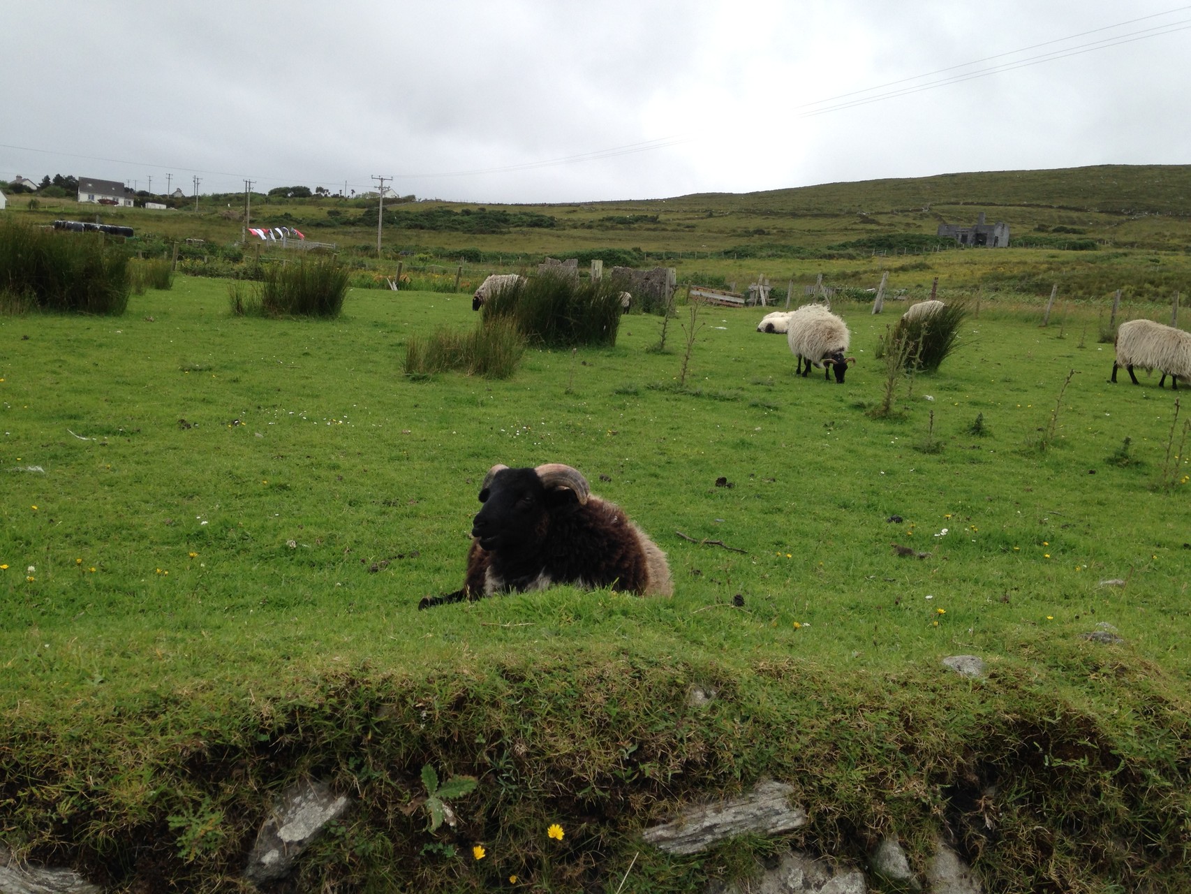パブ・アネックス近くの草はら。アキル島には、いろんな種類の羊がいます。